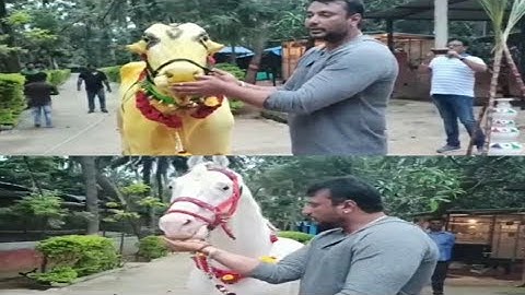 Challenging Star #Darshan Sankranti Celebration | Boss Form House | #DBoss #ChallengingStarDarshan