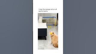 Kucing Bermain: Kucing oranye sangat mudah dipahami#hewan #kucing#permainan#olahraga#kucingbermain#sepakbola#bola voli