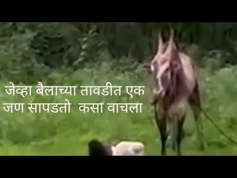 डोकं चालवलं म्हणून जीव वाचला 🙏🙏🙏#youtube #comedyfilms #bailgadasharyat #khillarmaharastrachishaan