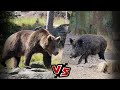 Бурый медведь против Дикого кабана КТО ПОБЕДИТ в схватке тяжеловесов