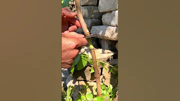 Jujube Propagation Shorts Plantingtips 