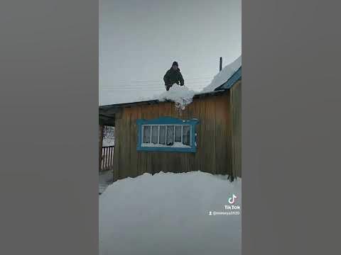 вот опять окно, где опять не спят .#мыдеревенские - YouTube