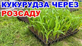 Вирощування кукурудзи через розсаду. Кукурудза Ракель