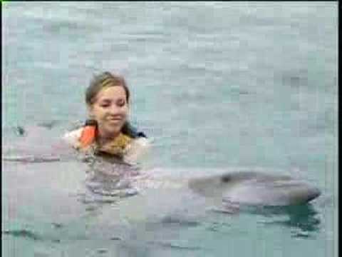 Cozumel Dolphin Swim