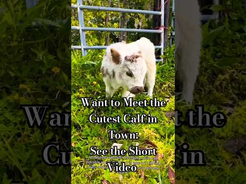         تعر ف على أجمل عجل مصغ ر في المرعى