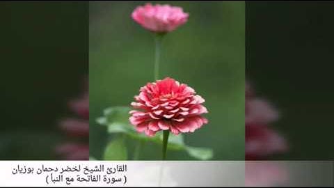 قراءة خيالية للقارئ الشيخ لخضر دحمان بوزيان