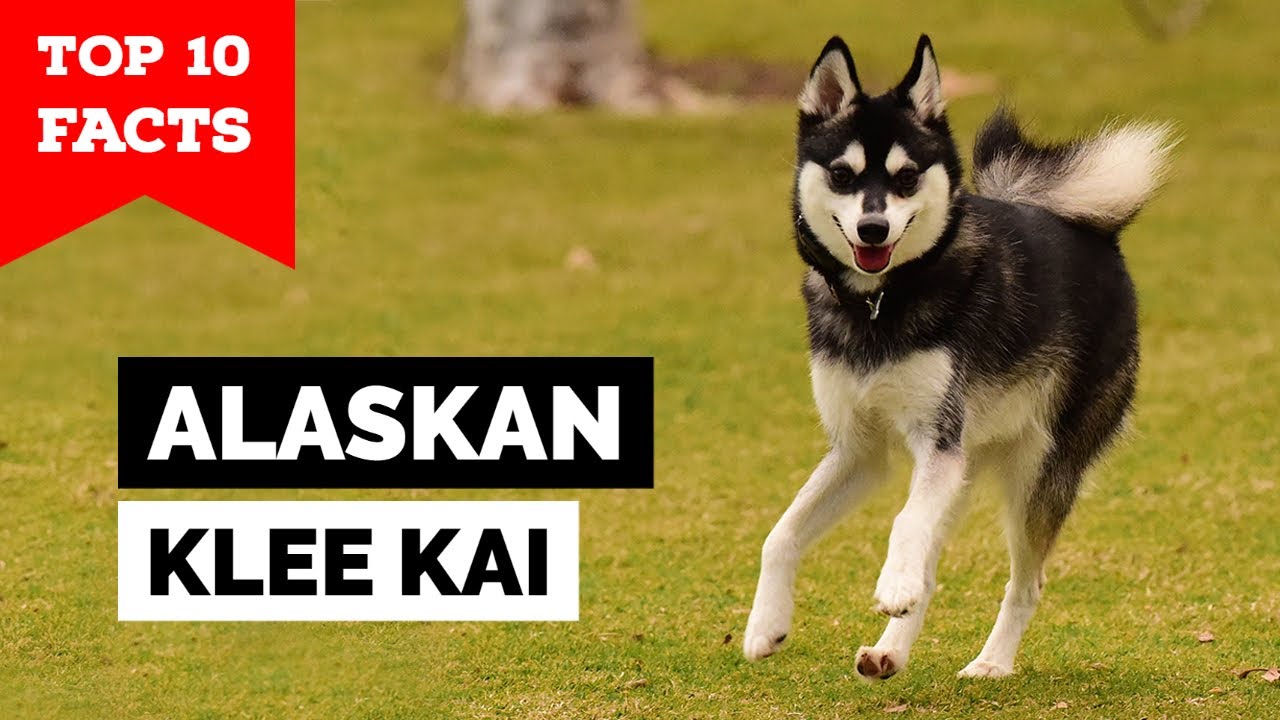 The Alaskan Klee Kai So adorable  Alaskan klee kai, Unique dog breeds,  Hybrid dogs