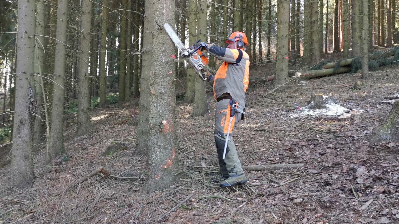 Nahodilá těžba dřeva 2021- Městské lesy Oloví. 3/3