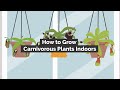 How to grow carnivorous plants indoors