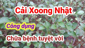 Rau Cải Xoong Nhật và những công dụng chữa bệnh tuyệt vời| Hằng Lê HG85