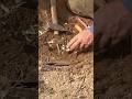 fig grafting