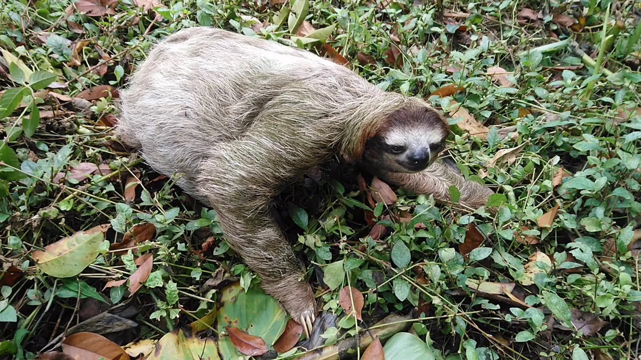 help three finger sloth to cross the road in costa rica - YouTube