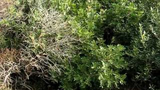 Beagle-Harrier Al Lavoro Cuccioloni