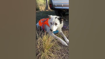 POTA Babe SW GA Day 1 Short #pota #hamradio #cw #qrp #skcc #licw #morsecode #parksontheair #potababe