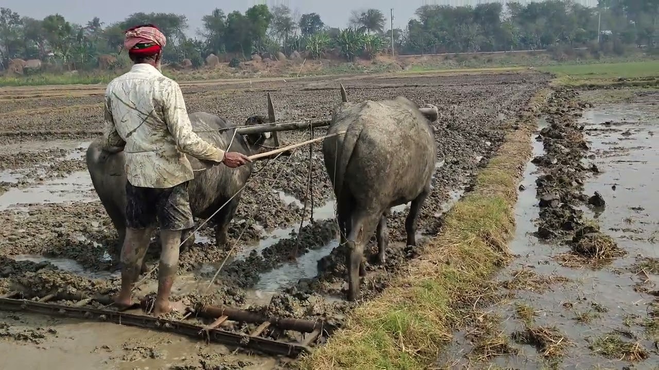 Amazing Traditional Farming: Plowing Muddy Fields with Buffalo #agriculture #baffalo #villagelife 
