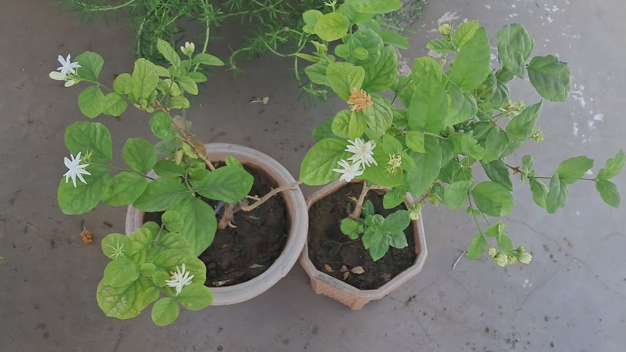 3 टिप्स मोगरा के लिए !! How to get more flowers from mogra or Jasmine