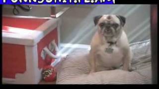 Curb Your Dog - Funny Pug