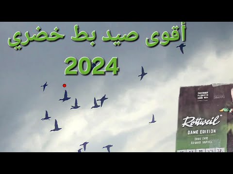 The Best Duck Hunting Video 2024 أقوى فيلم صيد بط خضري هالسنة
