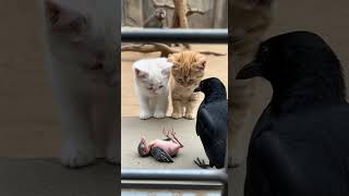 Kitten Panics Baby Crow Wont Wake Up No Matter What