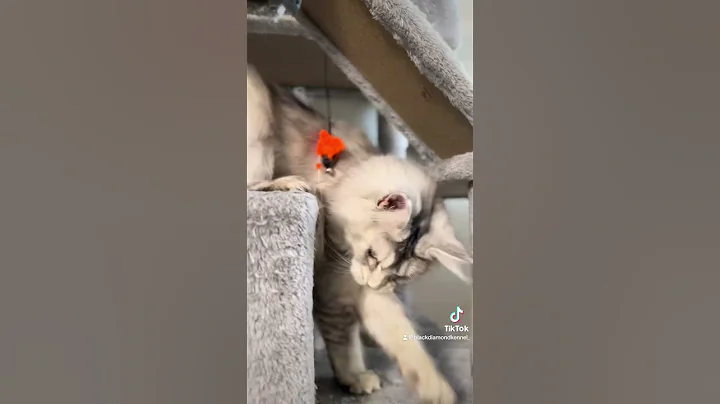 Video 3279851: mainecoon catlover, kitten maine