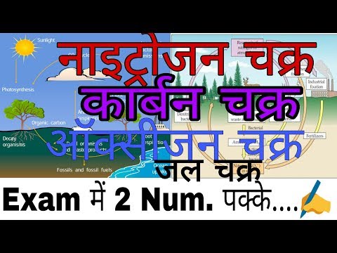 वीडियो: जल नाइट्रोजन और कार्बन चक्र कैसे संबंधित हैं?