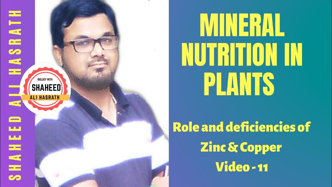 Role and deficiencies of Zinc and Copper I Botany I urdu I Hindi part 11 YouTube