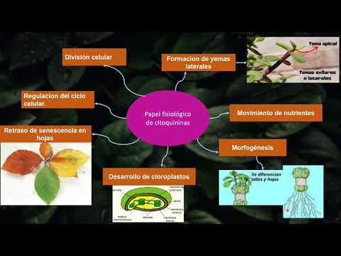 Video: ¿Dónde se encuentran las citoquininas en una planta? ¿Cuál es su función?
