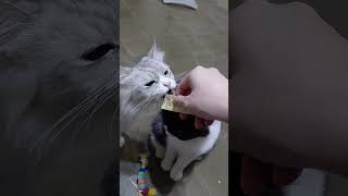Cute cat videos #catso #kat #katze #kucing #catlovers #meow #manekineko #catvideos