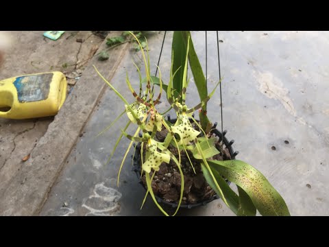 Lan Vũ Nữ Nhện Xanh Brassia spider orchid