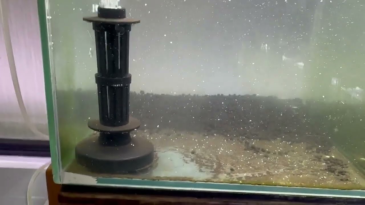 昨日リセット&立ち上げた水槽の翌日のメンテナンス】＃えび水槽