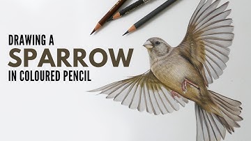 Drawing a Sparrow in Flight in Coloured Pencil | Timelapse Bird Drawing