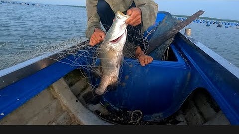 đi thăm lưới cá chẽm thật là mãi mắm (lê nghĩa cần giờ)