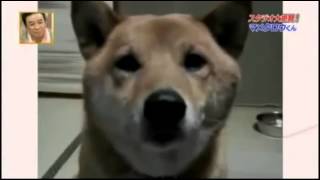 Soft barking dog screenshot 5