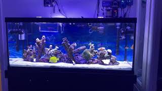 PopBloom Marine LED Aquarium Light Saltwater 75 gallon