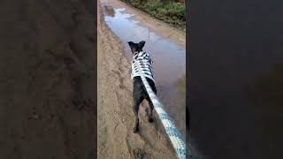 Pitbull vs Coyote Pitbull vs Coyote
