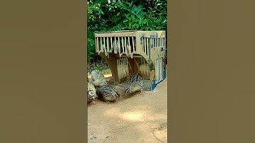Innovative Underground Quail Trap #shorts #create #traps
