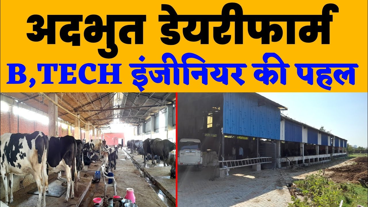 kamdhenu dairy kanpur UP/dairy farm kanpur /hf cow/hf cross cow/hf cow for sale/abs cow/abs bull