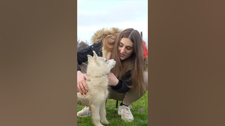 Abbiamo preso un CUCCIOLO di CANE 🥹❤️🐶 #cane #cani #dog #dogs #husky #cucciolo
