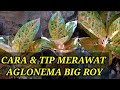 5 cara merawat aglonema big roy agar subur daunnya besar dan berkilau
