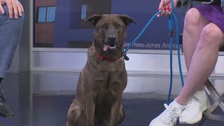 Tailwaggers: Meet Robin