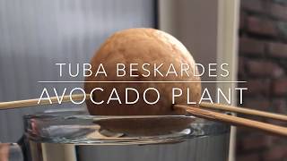 . Diy Avocado Plant Kendinyap Avocado Ekiyoruz