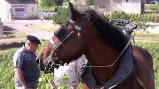 formation au labour des vignes au cheval