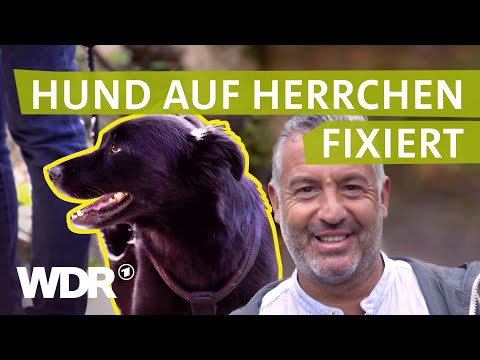 Video: Das Internet kann nicht entscheiden, ob diese schwarze Kreatur ein Hund oder eine Katze ist