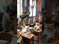 Meow-hem 101: When Cats Skip Nap Time #cat #貓咪日常 #catshorts #funny #meowmoe #cutekitty