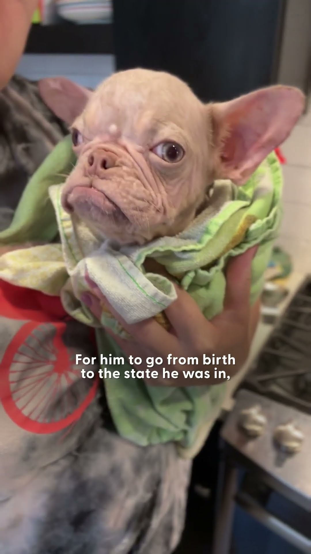 Neglected Hairless Frenchie Looks Like An Old Man | The Dodo
