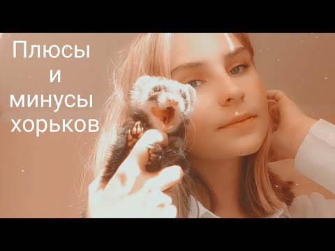 видео: ХОРЕК ЗА 20к!?!?!// Плюсы и минусы домашних хорьков//Snezhana