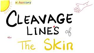 Cleavage Lines of the Skin | Surgical Signifncance | Anatomy Basics