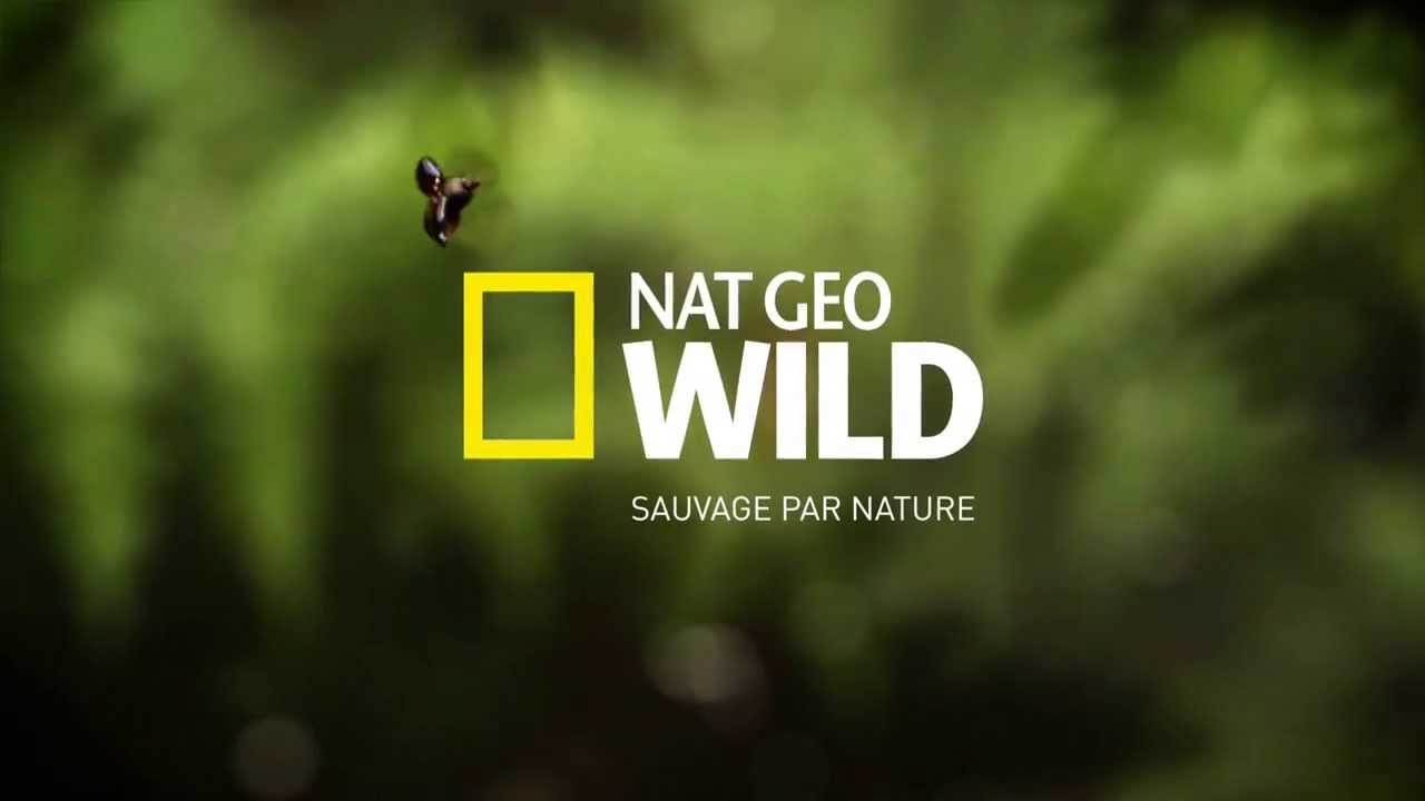 Nat Geo Wild - YouTube
