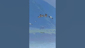 معانى كلمات سورة الكوثر #القرآن_الكريم