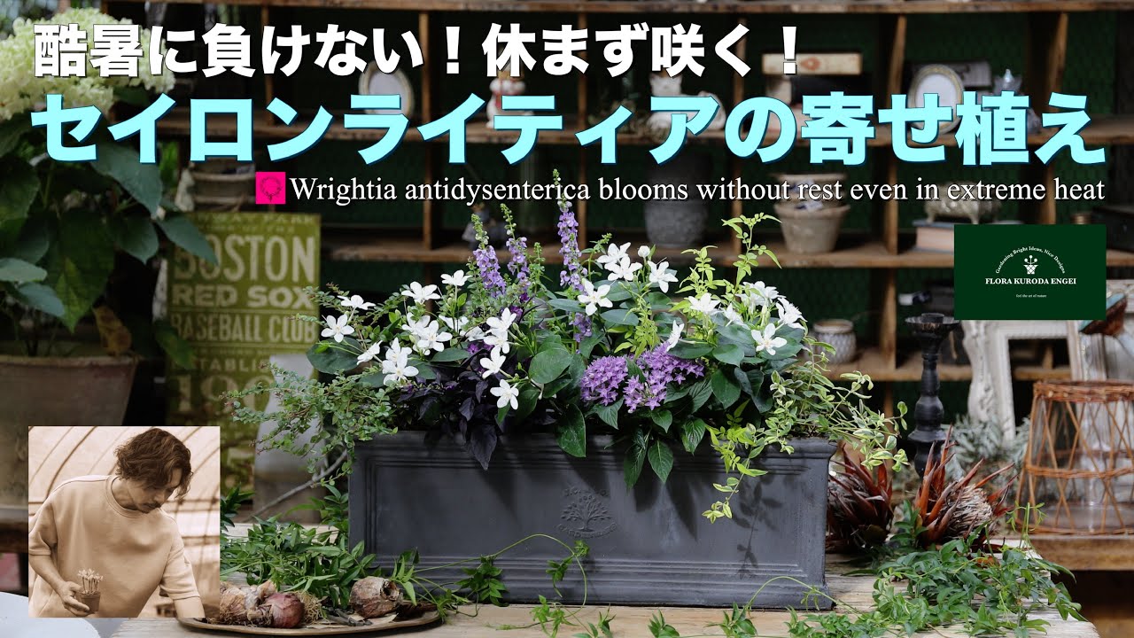 酷暑に負けない！休まず咲く！／セイロンライティアの寄せ植え【夏の
